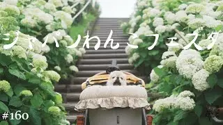 【爆買い】ジャパンわんこフェスタ2025に潜入ッ!!【チワワ】
