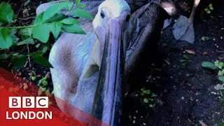 The pelicans of St James’s Park - BBC London