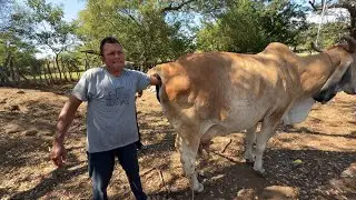 😱 wow 😨 estará vivo la cría adentro ??? O ya no ?