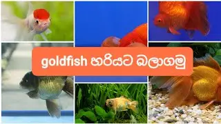 ගෝල්ඩ්ෆිශ් හරියට බලාගමු/ goldfish   care in sinhala
