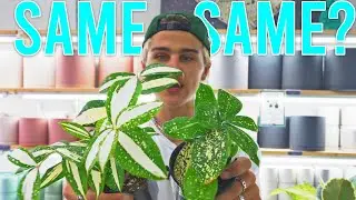 Same Plant Look For A LOT Less! Cheaper Plant Alternatives