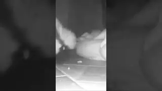 Wait for it !!🤣🤣🤣baby skunks 🦨
