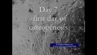 Transcription Adaptation during In Vitro Adipogenesis and Osteogenesis of Porcine Mesenchymal...