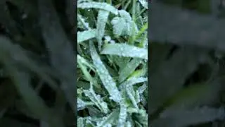 The art of a frozen grass #newzealand #zealand #2023 #winter #invercargill