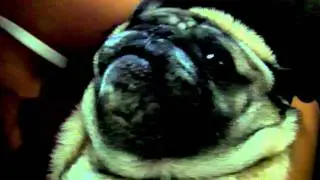 Pugsley The Pug Crying? or Possessed?