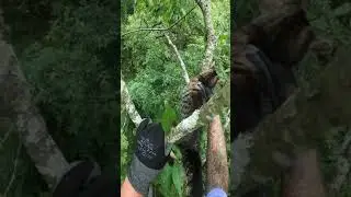 Tigger in a tall tree for 5 days