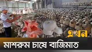 অল্প পুঁজিতে বেশি লাভে মাশরুম চাষে ঝুকছেন চাষি | Mushroom Farming | Agriculture News | Ekhon TV