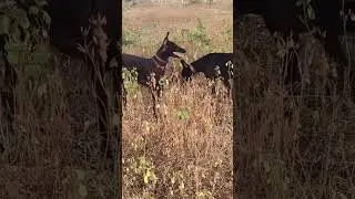 #trending #royaldogkennel #dogowner #rampurhound #animalowner #pets #petowner #dogbreed #animals