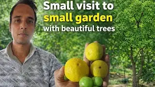 Small Garden Visit | Fresh Amla & Lemon from Trees 🍋