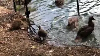 Toogoodoo Farm bath time