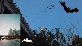 🦇 Two million bats swarm over bridge in Austin, Texas 2024 4K 60FPS