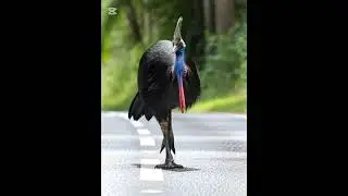 Guardian of Emerald Eggs #animals #shorts