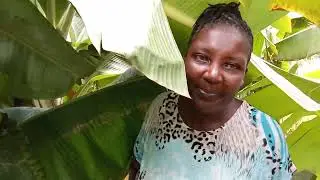 Our banana plantation