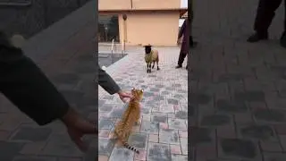 Adorable Baby Tiger Attacks Sheep