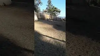 BLACK BUCK ANTELOPE