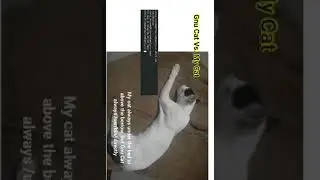 diffn b/n my cat vs gnu cat  #gnu #cat vs. my cat #linux #freebsd