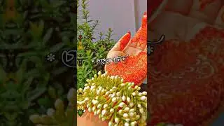 apon manush por koreyia dorace jar hat tar aghat #newvideo............ #sadsong #sadvediostatus