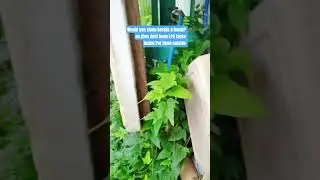 stop keeping LPG indoors.Heres Why🔥 #LPGsafety#kitchentips#safehome #philippines #youtubeshorts