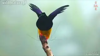 de vakreste fuglene i verden the most #beautifulbirds in the world