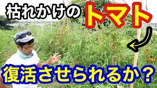 【枯れかけトマトの再生実験】①芽かき/ツル下ろし/誘引/水やり《更新剪定》2022年8月2日～9日