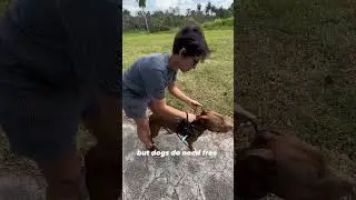 Leash Laws