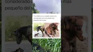Thumbelina es un caballo enano y es considerado como el caballo m&aacute;s peque&ntilde;o del mundo.#shorts