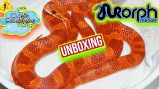 Unboxing My New Snake From Morphmarket: My Snake Collection 2022