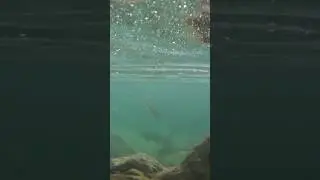 monster trout vs small #trout #youtubeshorts #fishing #subscribe #trending #viral #edit #like