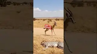 hunting a deer is always not easy for tigers #animals #wildife
