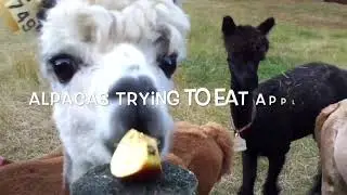 Alpacas trying to eat apples