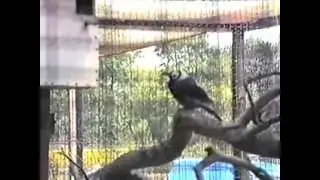 Chester zoo 1990,,,,,,,