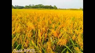 Ripe rice fields.