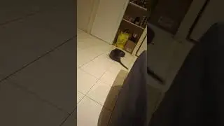 Le chat.. meilleur ami de l'homme mais pas de l'aspirateur
