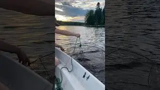 Saalista katiskalla #kalastus #fishing #fishtrap