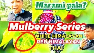 VARIETIES OF MULBERRY | Farm Visit #mulberrytree