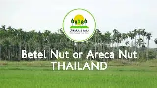 Betel Nut /Areca Nut : Baan Suan Rayong @THAILAND / History