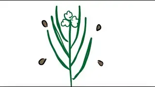 Garlic Mustard Animation by Flora