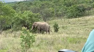 The last safari drive of 2025