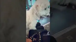 #fioccodineve #maltese #cucciolo #viralvideo #italia #maltesefirenze #firenze