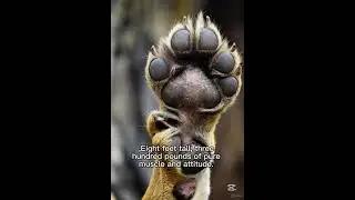 The Ostrich that murdered a lioness(True Story) #animals #wildlifeentertainment #livestreaming
