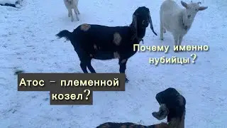Выбор пал на нубийцев. Выбрали козла на племя