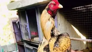 fancy birds chicks#love #live  #pets  #cute#10million  #youtubeshorts #shortsviral#bunny #rooster
