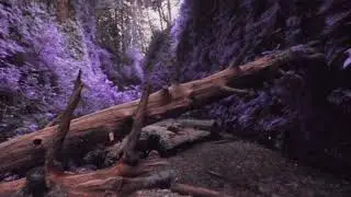 Green to Violet lut - Instagram & Spark AR filter