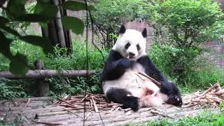 Chengdu Research Base of Giant Panda Breeding