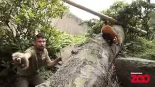 Pandaunger chippes