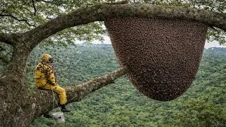One Mistake and He Falls  Most Dangerous Giant Tree Climb for Wild Honey