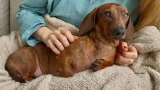 Mini dachshund loves to sleep on his humans! 💤