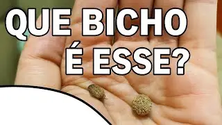 Que bicho &eacute; esse? Venha descobrir.