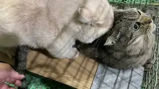Cat in heat 😻 || Munchkin Mate || Cat breeding 😺