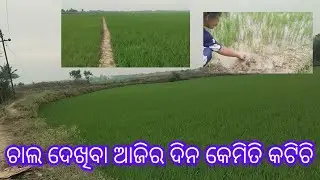 ଓଡିଆ ବ୍ଲଗ୍ //କାବେରୀ ସାହୁ#lovely kk 🥰like, comment ,subscribe, share kariba ku bhuli beni 🥰